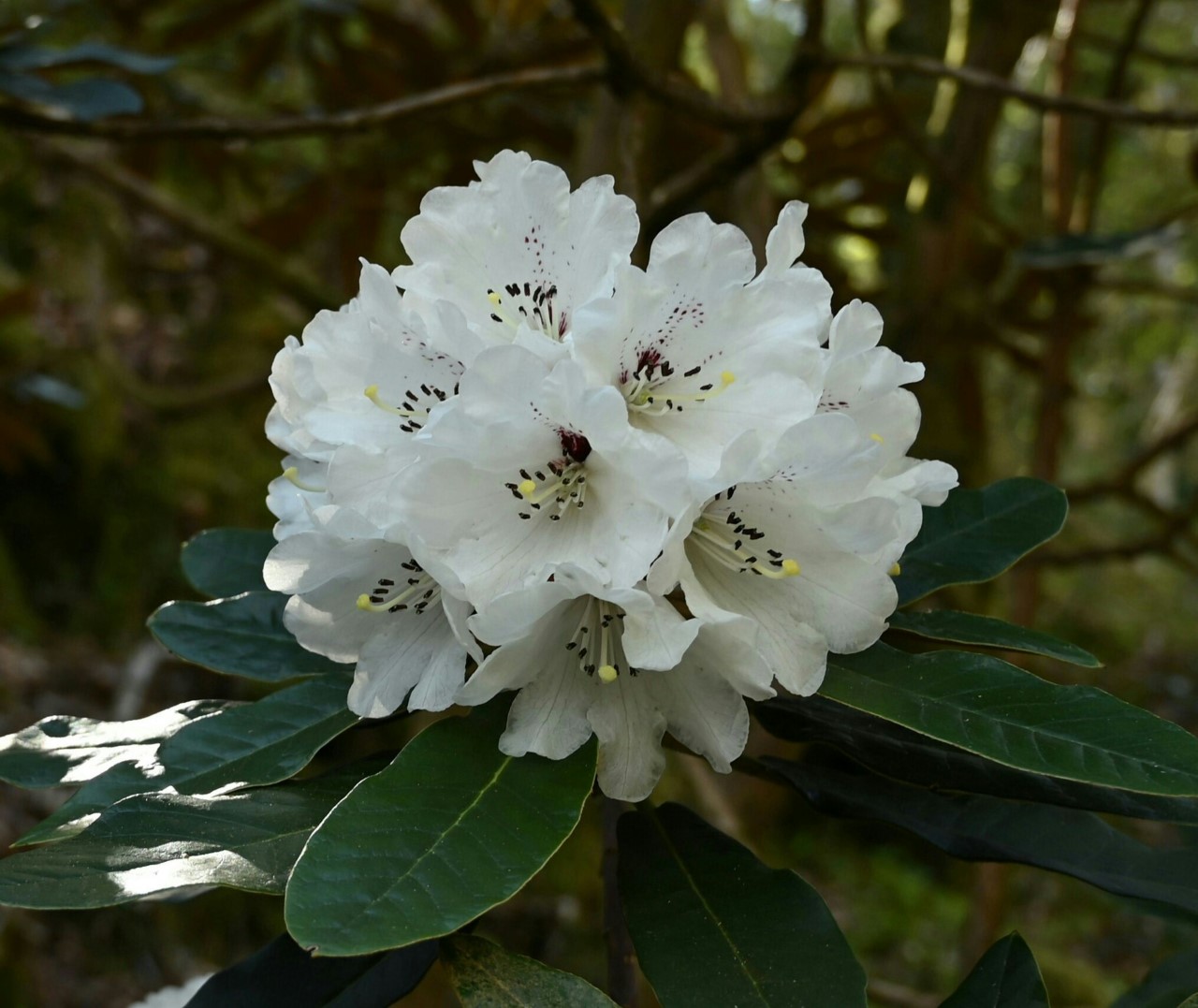 R. rex ssp. fictolacteum AGM